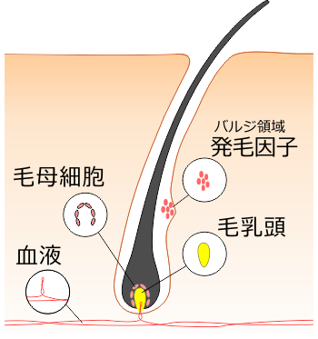 毛の構造